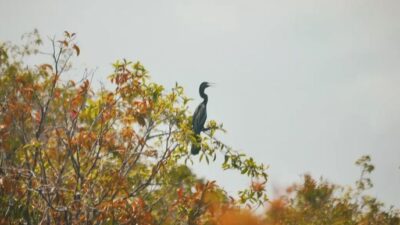 Menikmati Keindahan Taman Nasional Betung Kerihun, Salah Satu Taman Nasional Terbesar di Indonesia