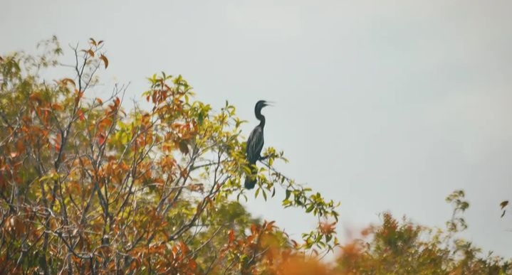 Taman Nasional Betung Kerihun