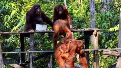 Pondok Tanggui Kalimantan Tengah