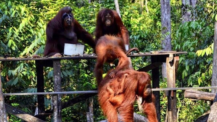 Pondok Tanggui Kalimantan Tengah