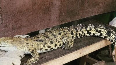 Teritip Crocodile Farm