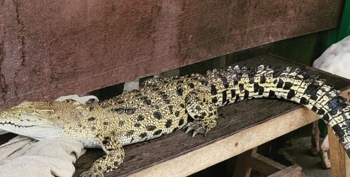Teritip Crocodile Farm