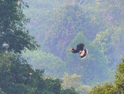 Menikmati Pesona Hutan Lindung Sungai Wain di Kalimantan Timur