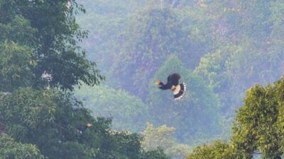 Hutan Lindung Sungai Wain