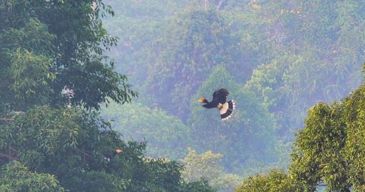 Hutan Lindung Sungai Wain
