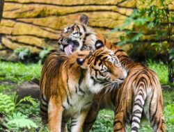Wisata Seru dan Edukatif di Kebun Binatang Surabaya: Keindahan Alam dan Konservasi Satwa