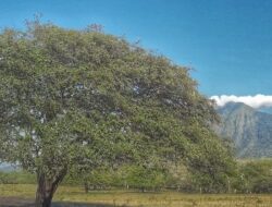 Pesona Alam Taman Nasional Baluran: Keindahan Savana, Kekayaan Bawah Laut, dan Keanekaragaman Burung