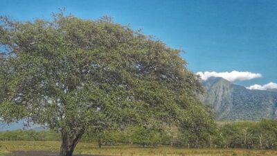 Pesona Alam Taman Nasional Baluran: Keindahan Savana, Kekayaan Bawah Laut, dan Keanekaragaman Burung