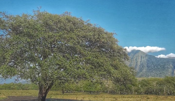 Taman Nasional Baluran, Jawa Timur