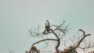 Taman Nasional Betung Kerihun di Kalimantan Barat