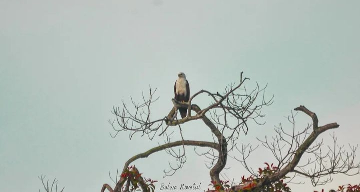 Taman Nasional Betung Kerihun di Kalimantan Barat
