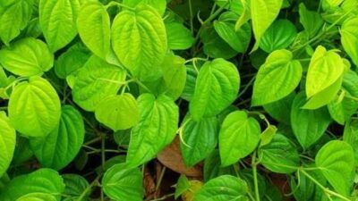 Manfaat Daun Sirih