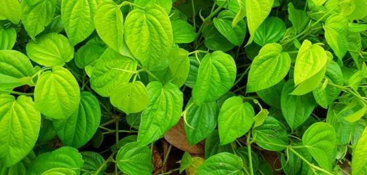 Manfaat Daun Sirih