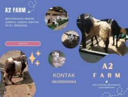 Lebaran Idul Adha Telah Dekat, Yu Beli Hewan Qurban di A2 Farm, Dijamin Murah dan Berkualitas