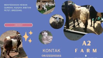 Hewan qurban