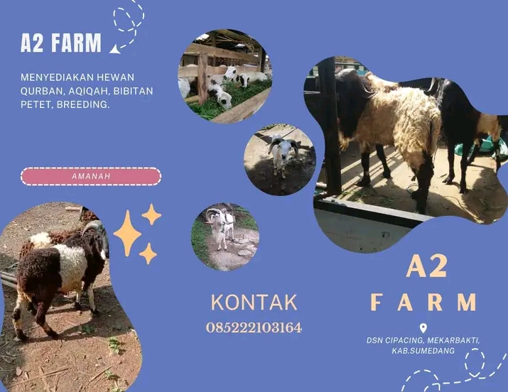 Hewan qurban