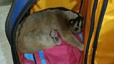 Tim Rescue Selamatkan Seekor Kukang Jawa di Cibeunying Kaler