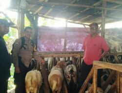 Cek Kesehatan Hewan Qurban Jelang Idul Adha 2023, Polisi Datangi Peternak