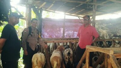 Cek Kesehatan Hewan Qurban Jelang Idul Adha 2023, Polisi Datangi Peternak