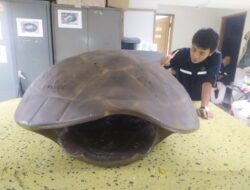 Fosil Gading Gajah Stegodon dan Kura-kura Purba Temuan di Sumedang Berhasil Direkonstruksi
