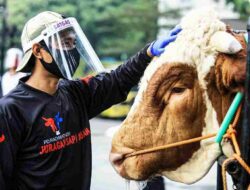 Agar Bebas Penyakit, Ribuan Hewan Qurban di Bandung Divaksin Sambut Idul Adha 2023