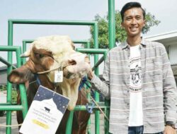 Presiden Jokowi Beli Sapi dari Bandung untuk Idul Adha, Bobotnya 1 Ton Lebih
