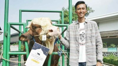 Presiden Jokowi Beli Sapi dari Bandung untuk Idul Adha, Bobotnya 1 Ton Lebih