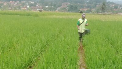 Quota Pupuk Bersubsidi Dibatasi, Petani Sumedang Meradang