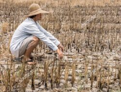 Kuota Pupuk Subsidi Dikurangi, Pengajuan Kartu Tani di Sumedang Pun Dipersulit