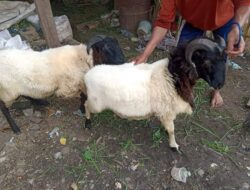 Tak Seperti Tahun Lalu, Omzet Hewan Kurban di Sumedang Tahun Ini Meningkat