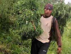 Inspiratif, Seorang Guru Honor di Sumedang Merangkap Menjadi Pencari Rumput, Ini Kisahnya