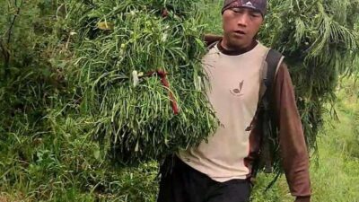 Inspiratif, Seorang Guru Honor di Sumedang Merangkap Menjadi Pencari Rumput, Ini Kisahnya