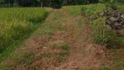 Petani Jatimekar Situraja Sumedang Harapkan Jalan Tani