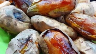 Eksistensi Ubi Cilembu Sumedang
