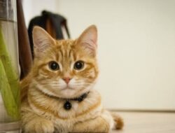 Alergi Bulu Kucing: Gejala dan Cara Mengatasinya