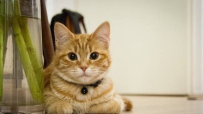 Mengenali Alergi Bulu Kucing