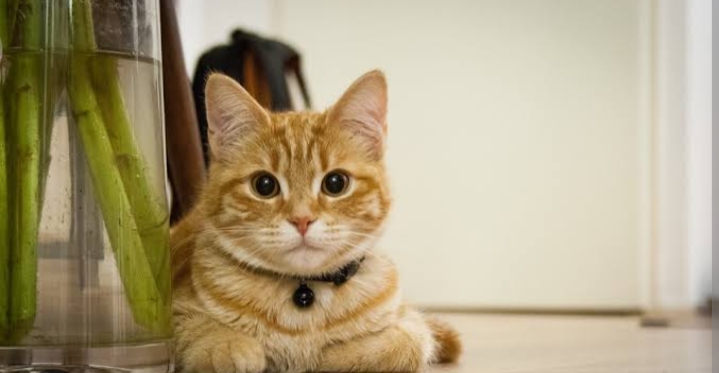Mengenali Alergi Bulu Kucing