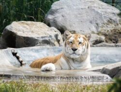 Wisata Lembang Park & Zoo: Destinasi Menarik di Tengah Keindahan Alam Lembang