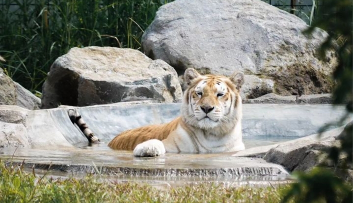 Wisata Lembang Park & Zoo