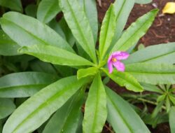 Manfaat Daun Ginseng: Penggunaan, Efek Samping, dan Peringatan
