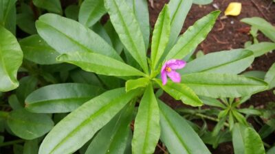 Manfaat Daun Ginseng