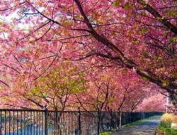 Pesona Taman Sakura Cibodas: Keindahan Bunga Sakura di Jantung Jawa Barat