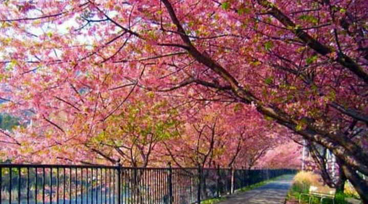 Taman Sakura Cibodas