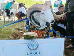 Kontes Domba di Sumedang, Ternak Asal Bandung Raih II Juara Sekaligus