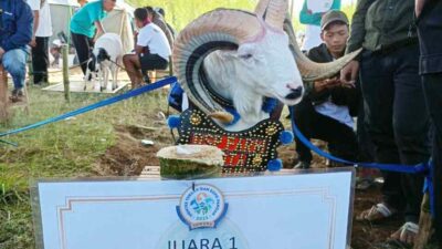 Kontes Domba di Sumedang, Ternak Asal Bandung Raih II Juara Sekaligus