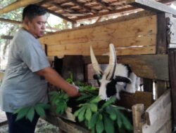 UNIK! Domba Garut di Sumedang Ini Miliki Empat Tanduk