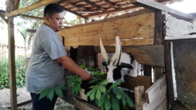 Domba Garut Bertanduk 4