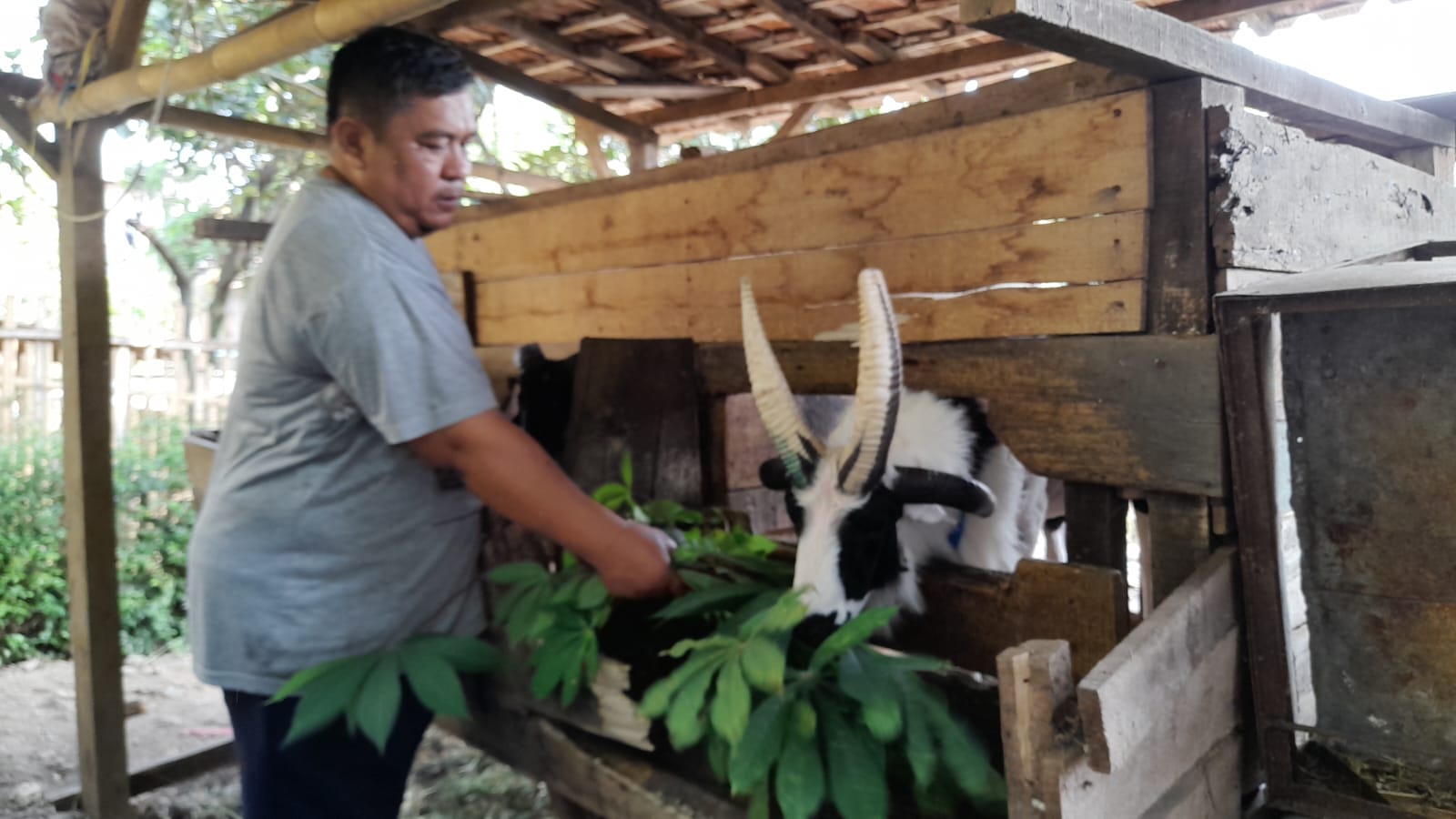 Domba Garut Bertanduk 4