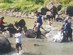 Sempat Meresahkan Warga, Sapi Ngamuk di Sumedang Akhirnya Berhasil Dievakuasi