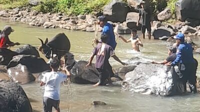 Sempat Meresahkan Warga, Sapi Ngamuk di Sumedang Akhirnya Berhasil Dievakuasi